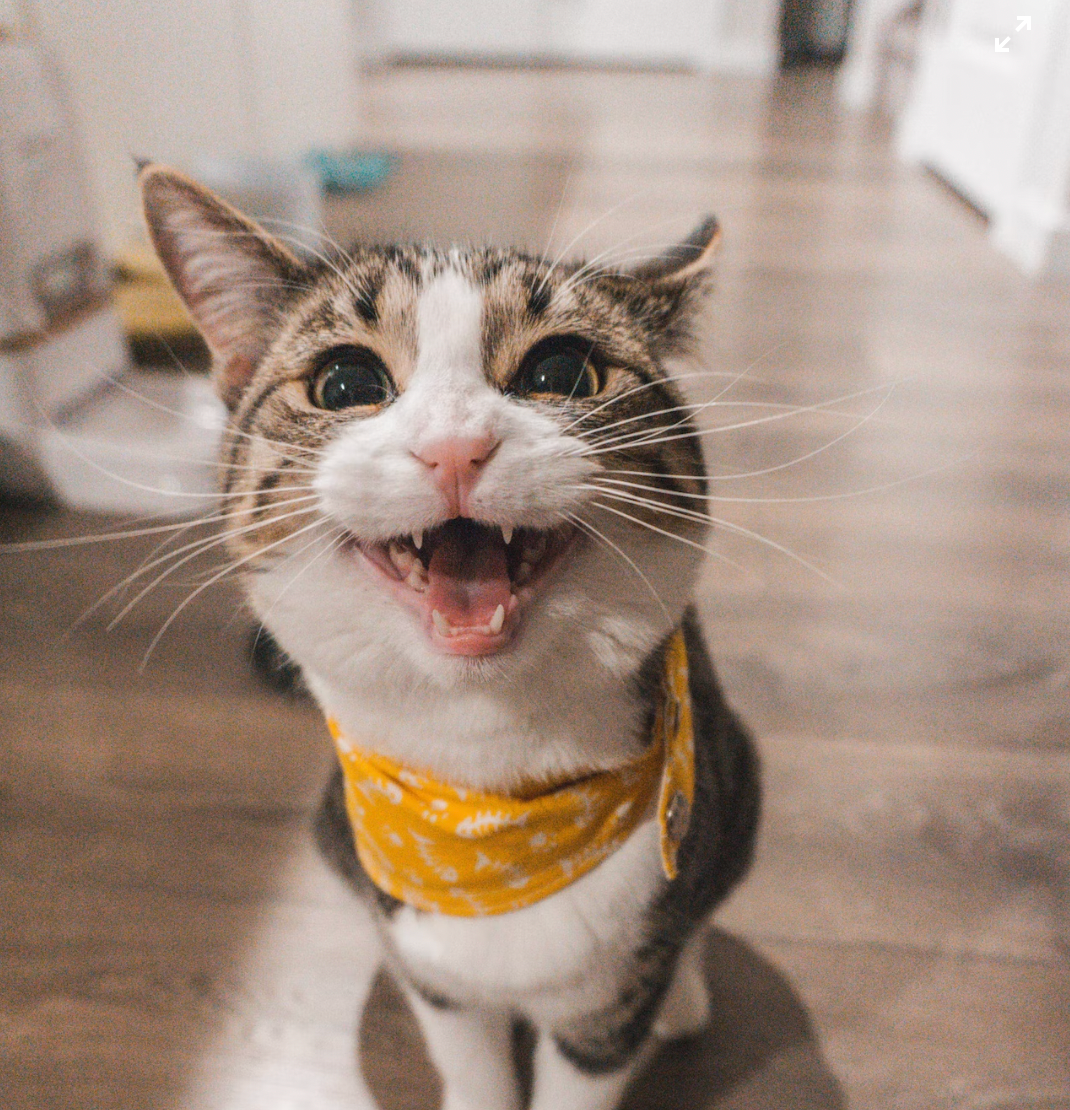 Why does my cat stare at me nonstop?