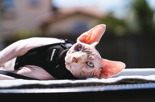 How to Harness Your Cat