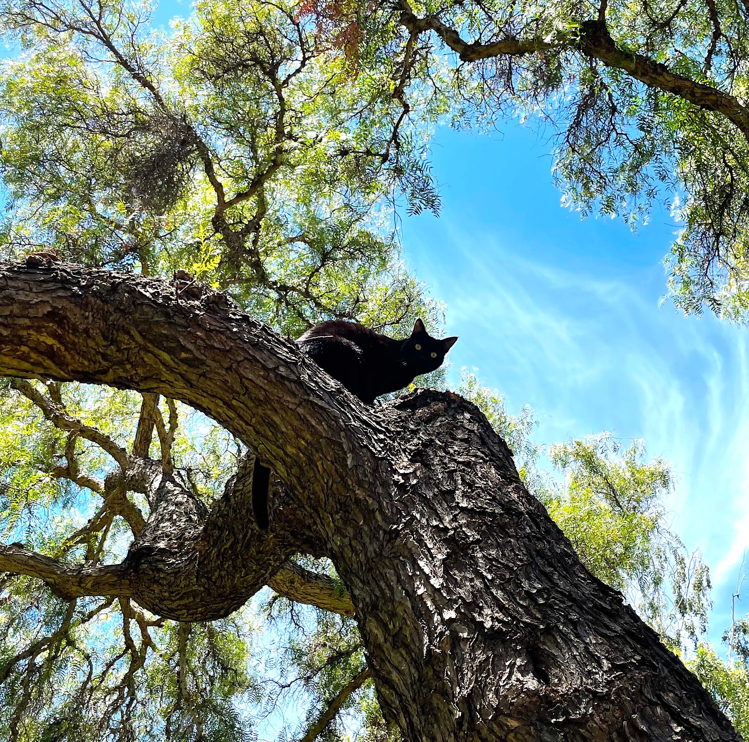 Stuck Cat? Unexpected Costs You Need To Know! - umdle8i