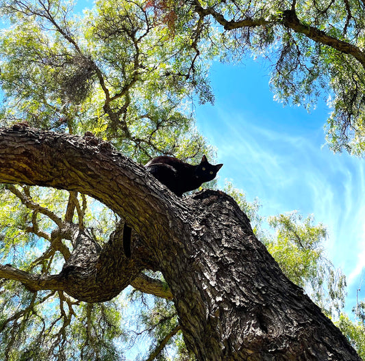 My Cat Is Stuck In A Tree, What Do I Do?