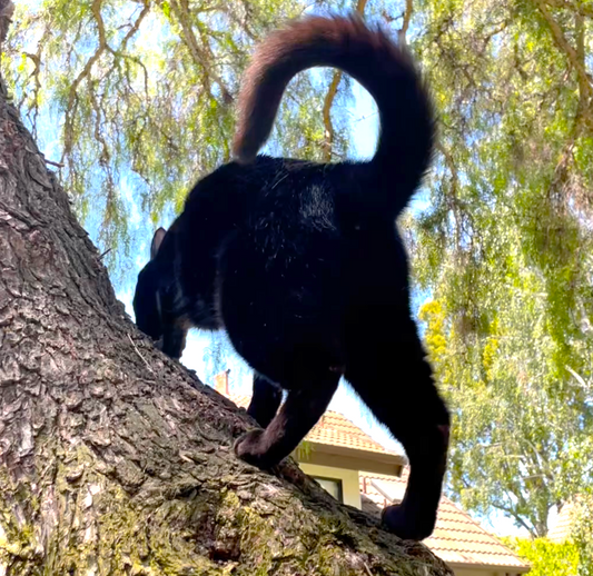 What Does It Mean When My Cat Wags Its Tail?