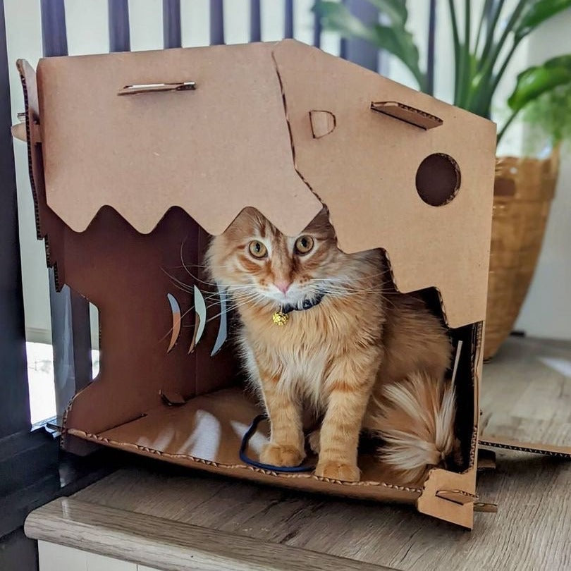 Shark Cat House