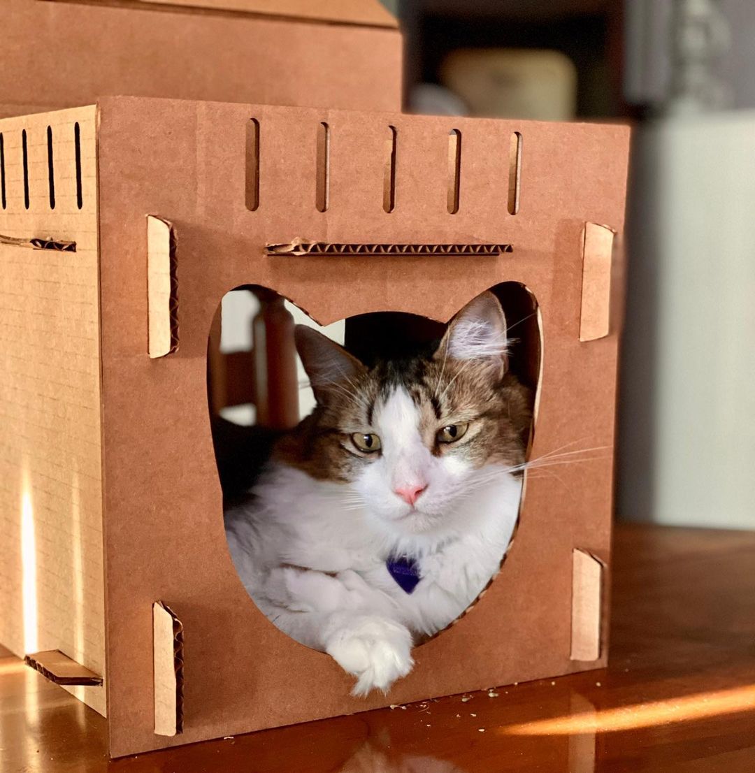 Kitty House