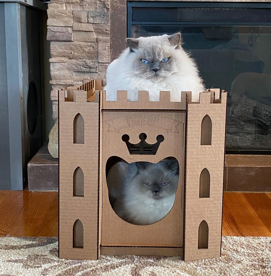 Cat Castle