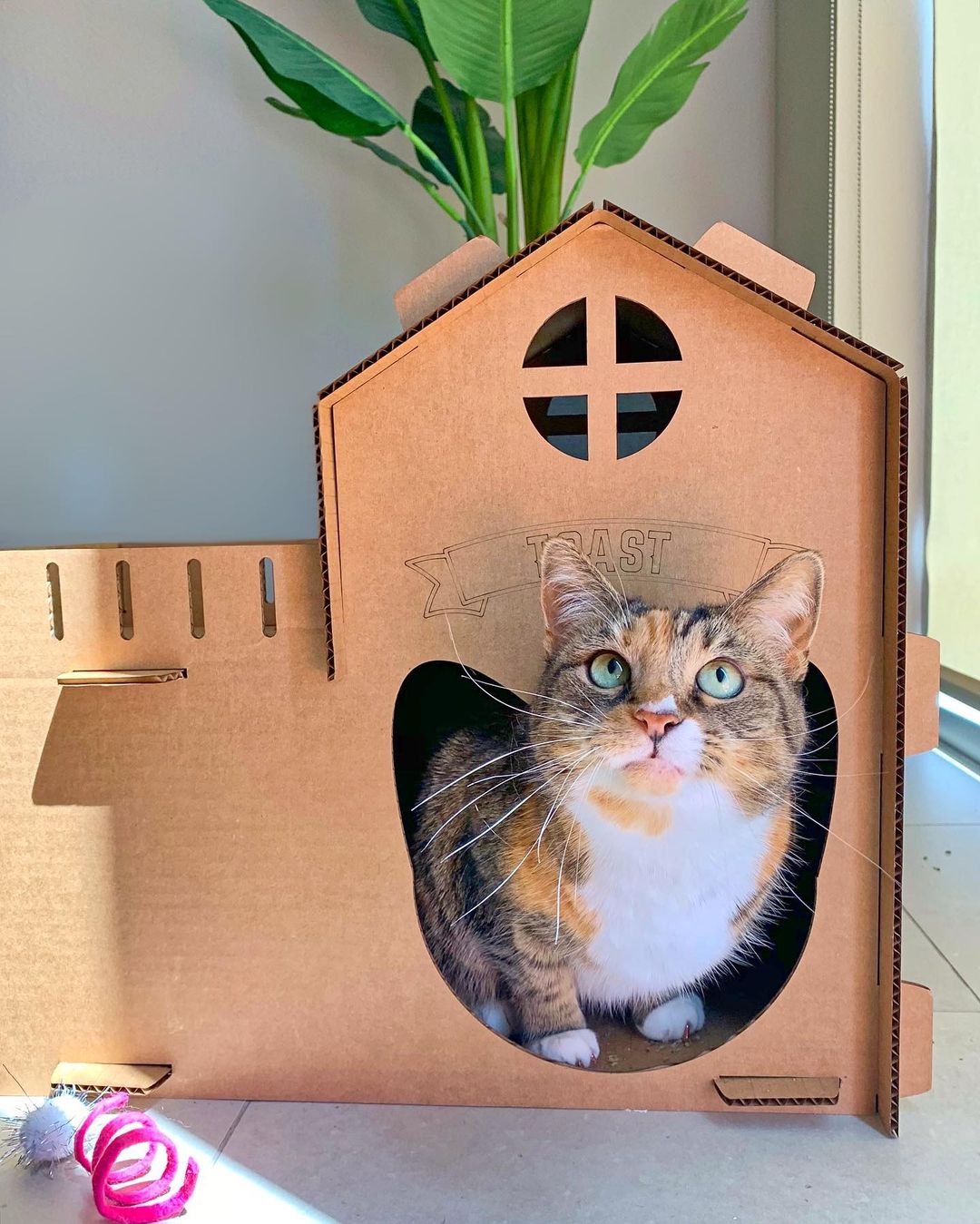 Kitty House