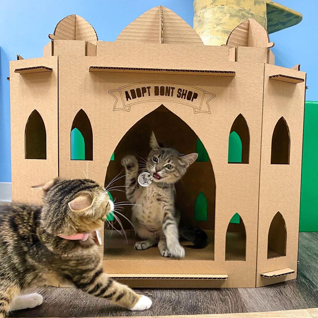 Taj Mahal Cat House