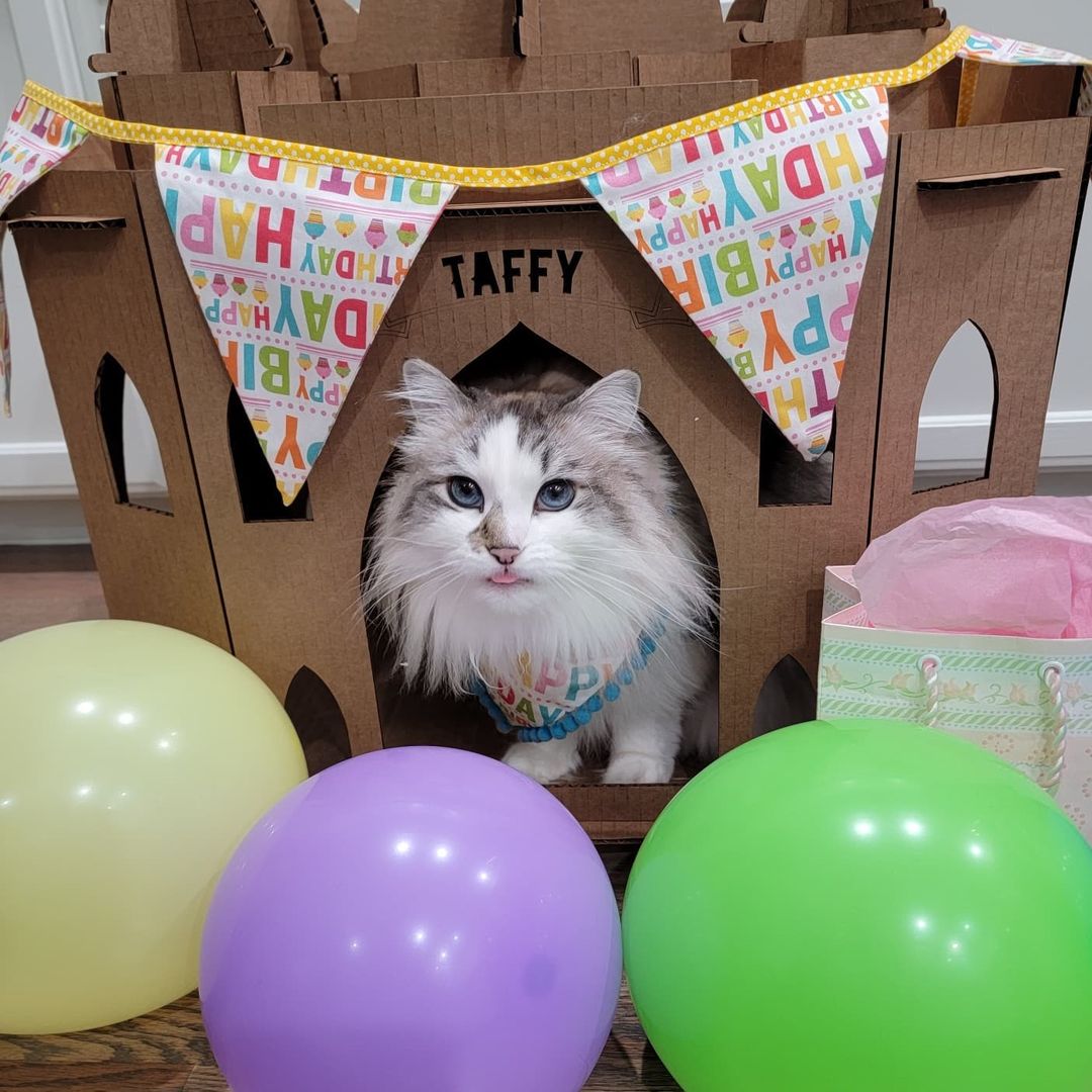 Taj Mahal Cat House
