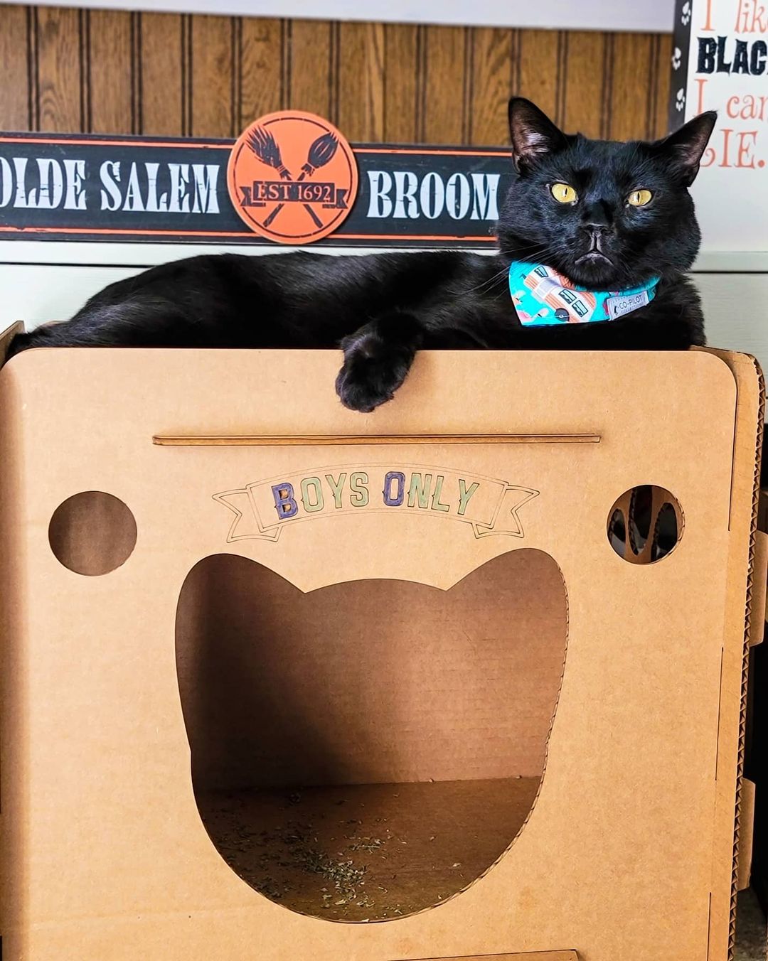 Cat Condo