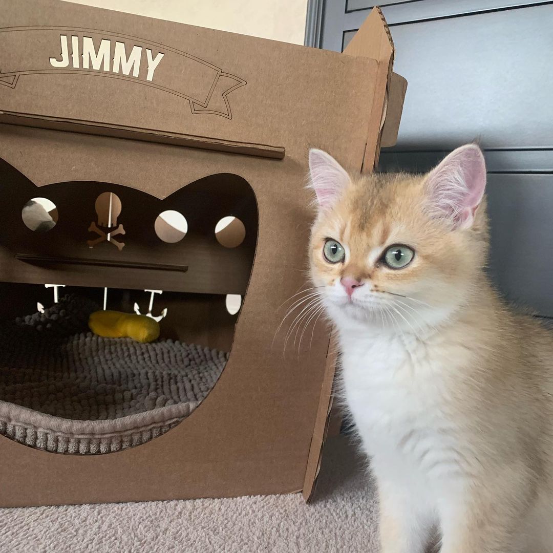 Cat Condo