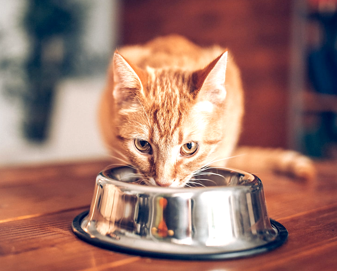 Everything you should know about feeding your kitty