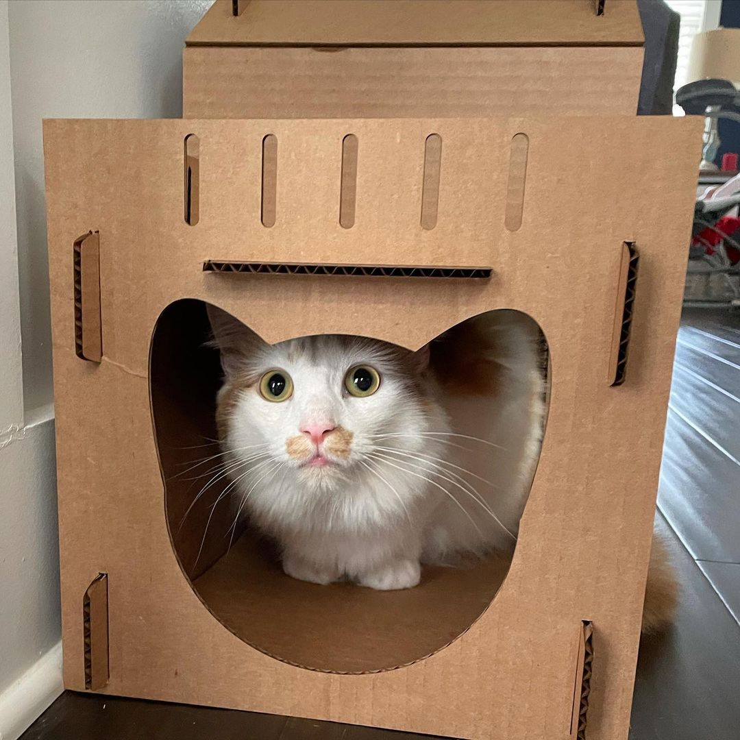 Cats love cardboard: How to Keep Your Feline Friend entertained and amused with your leftover cardboard