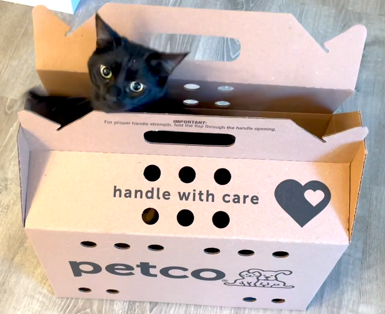 Petco Cat Carrier Review Cardboard Cat Homes
