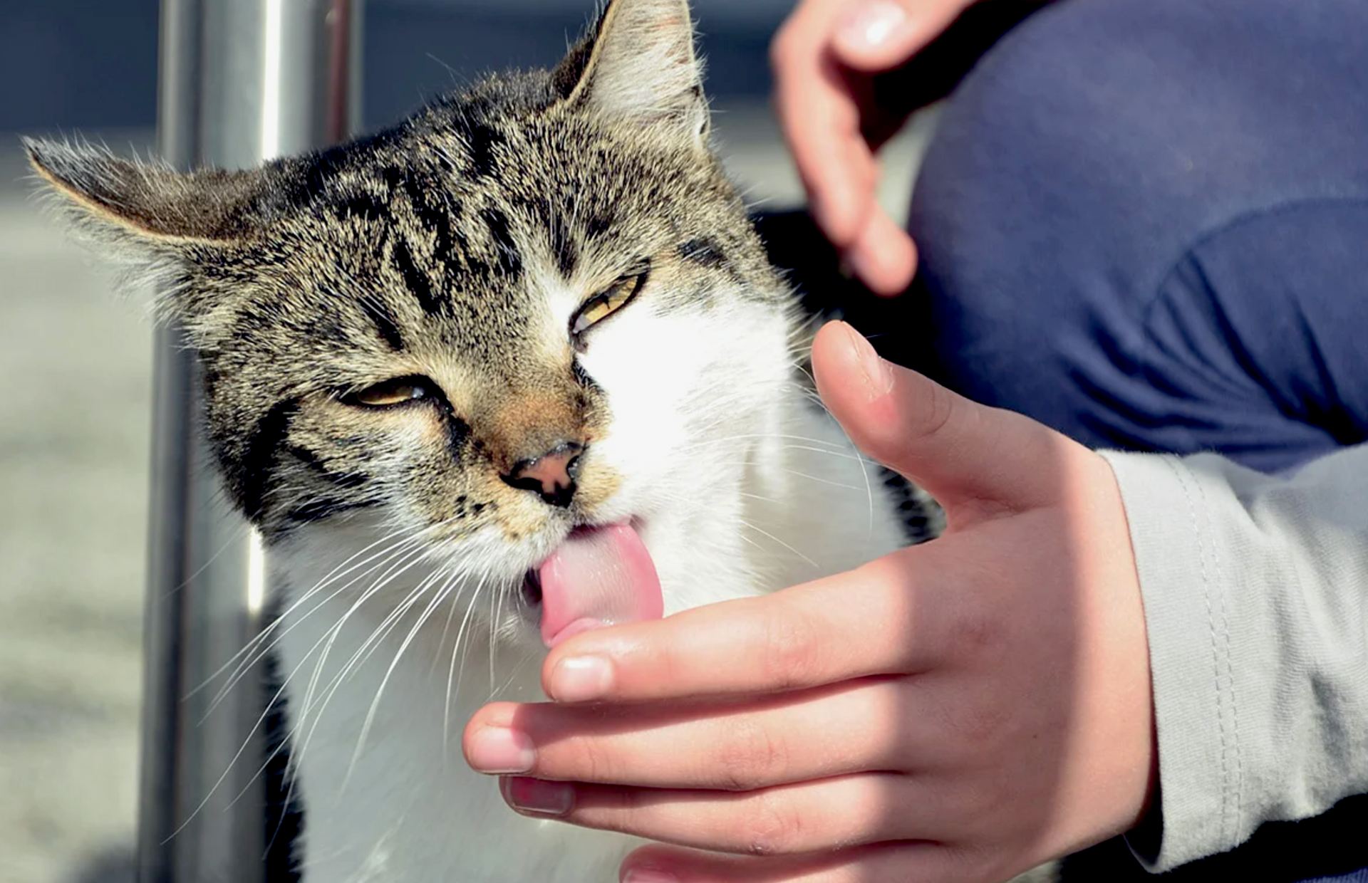 Why Does My Cat Lick And Then Bite Me Cardboard Cat Homes