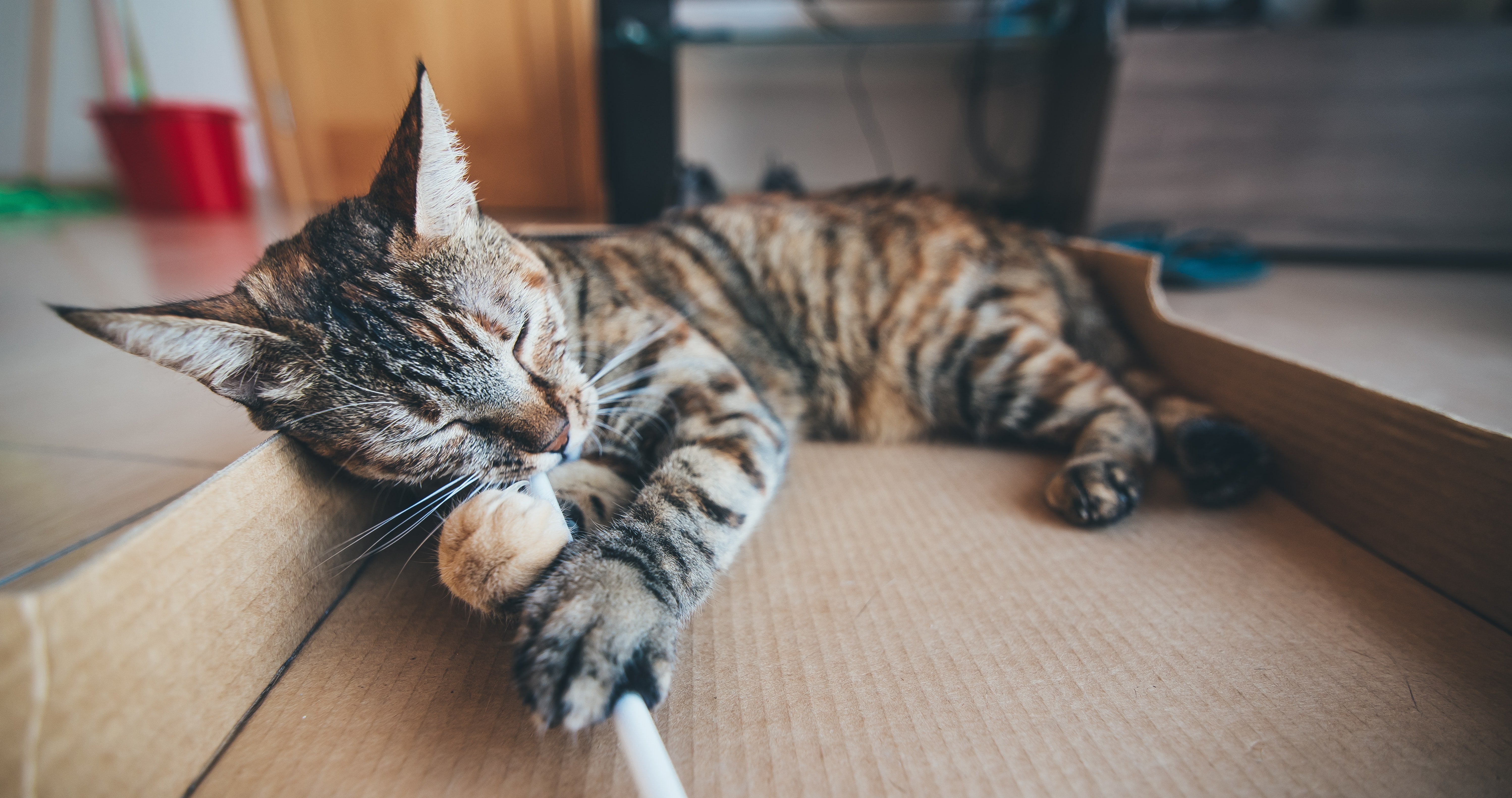 Cat eating 2024 cardboard scratcher