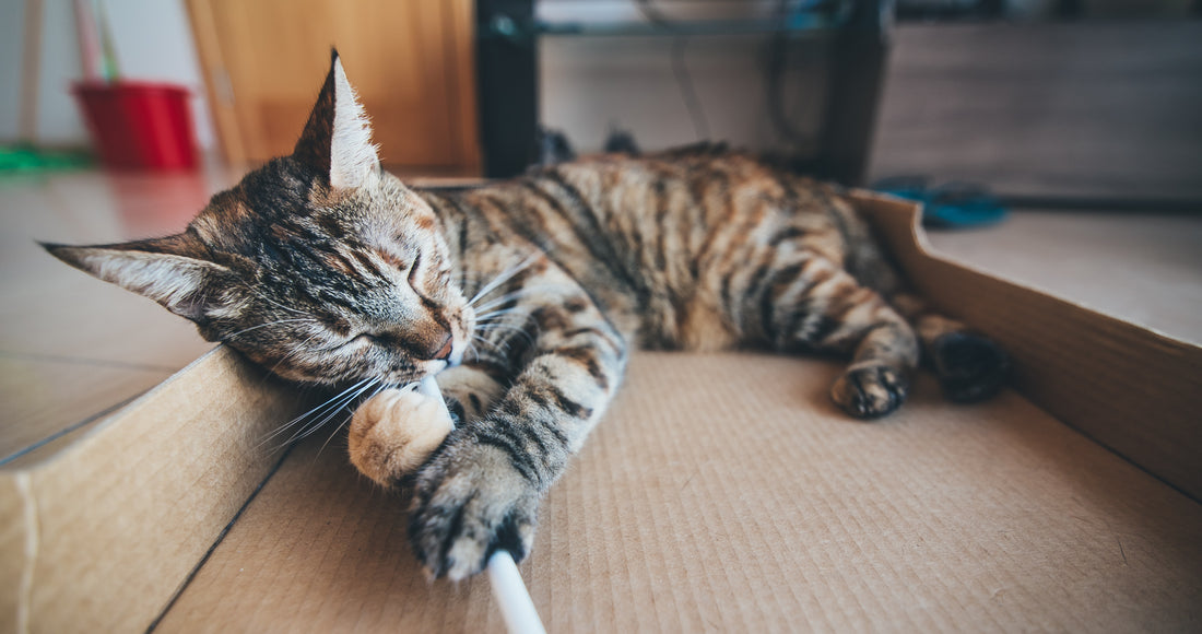 Cat chomping on cardboard
