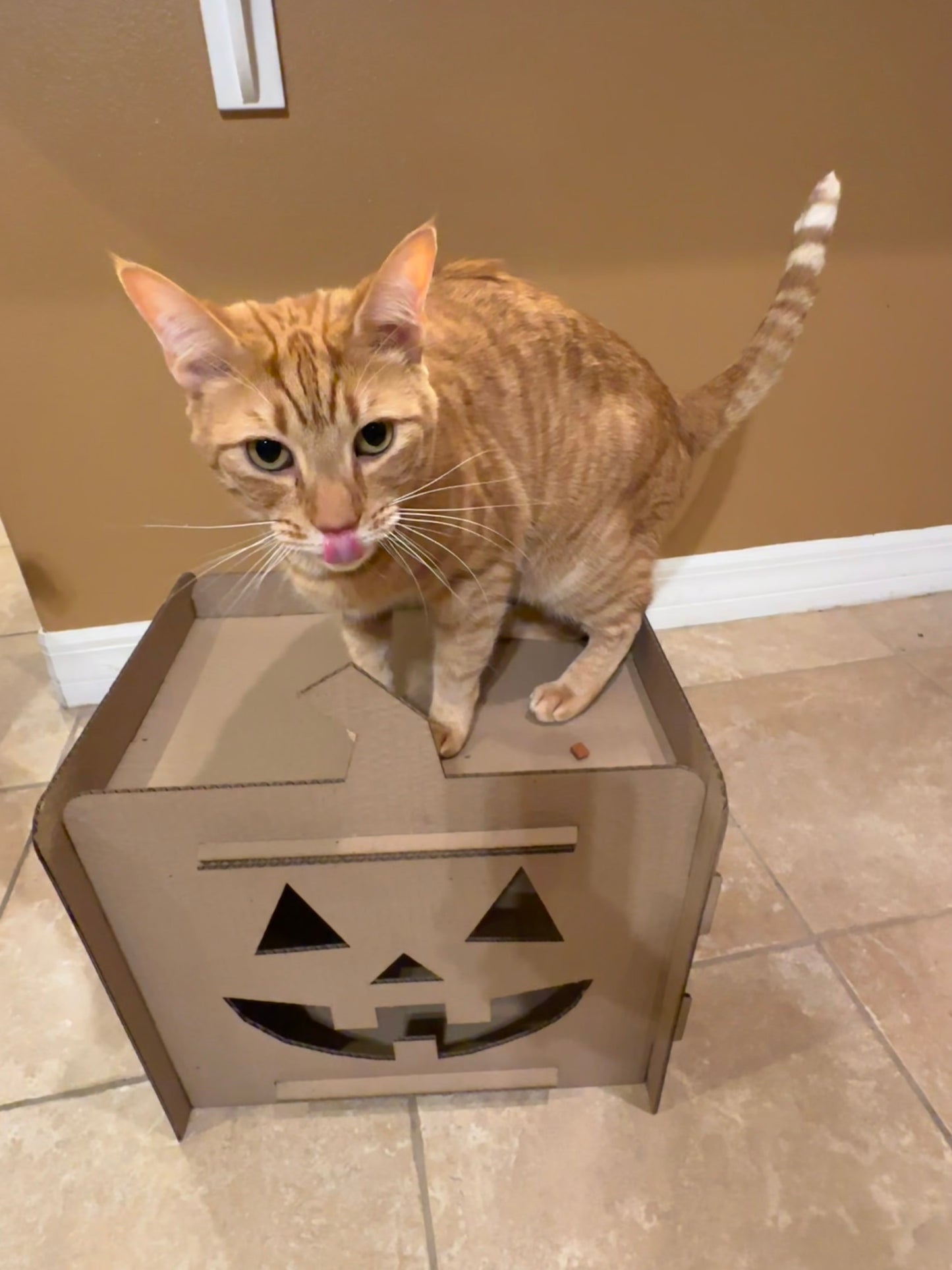 Jack-O'-Lantern Cat House