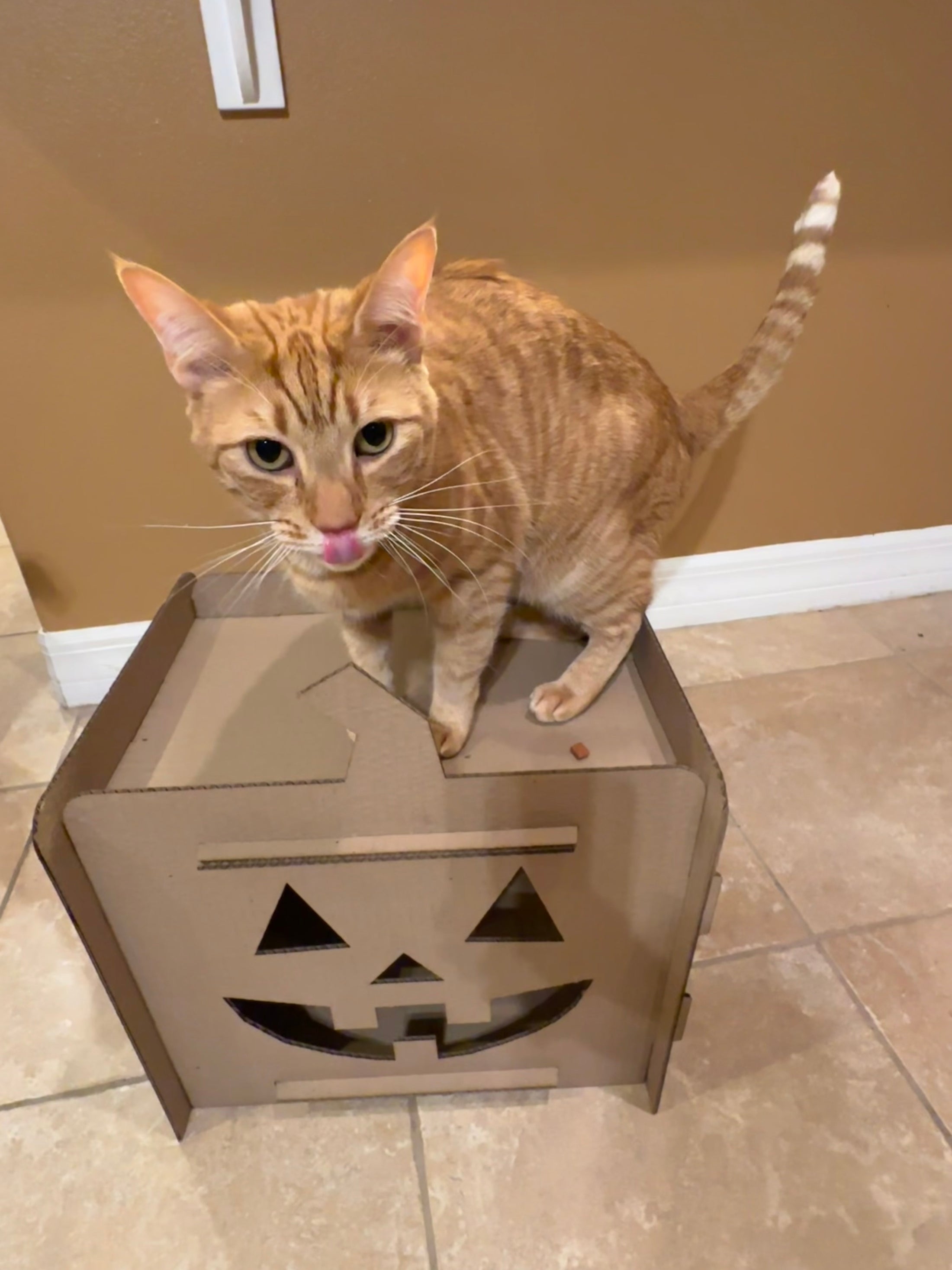 Jack-O'-Lantern Cat House – Cardboard Cat Homes