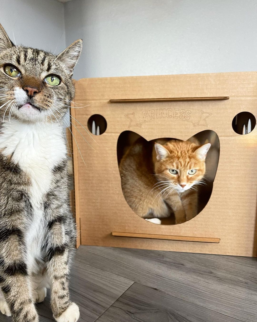 Modular cat outlet condo