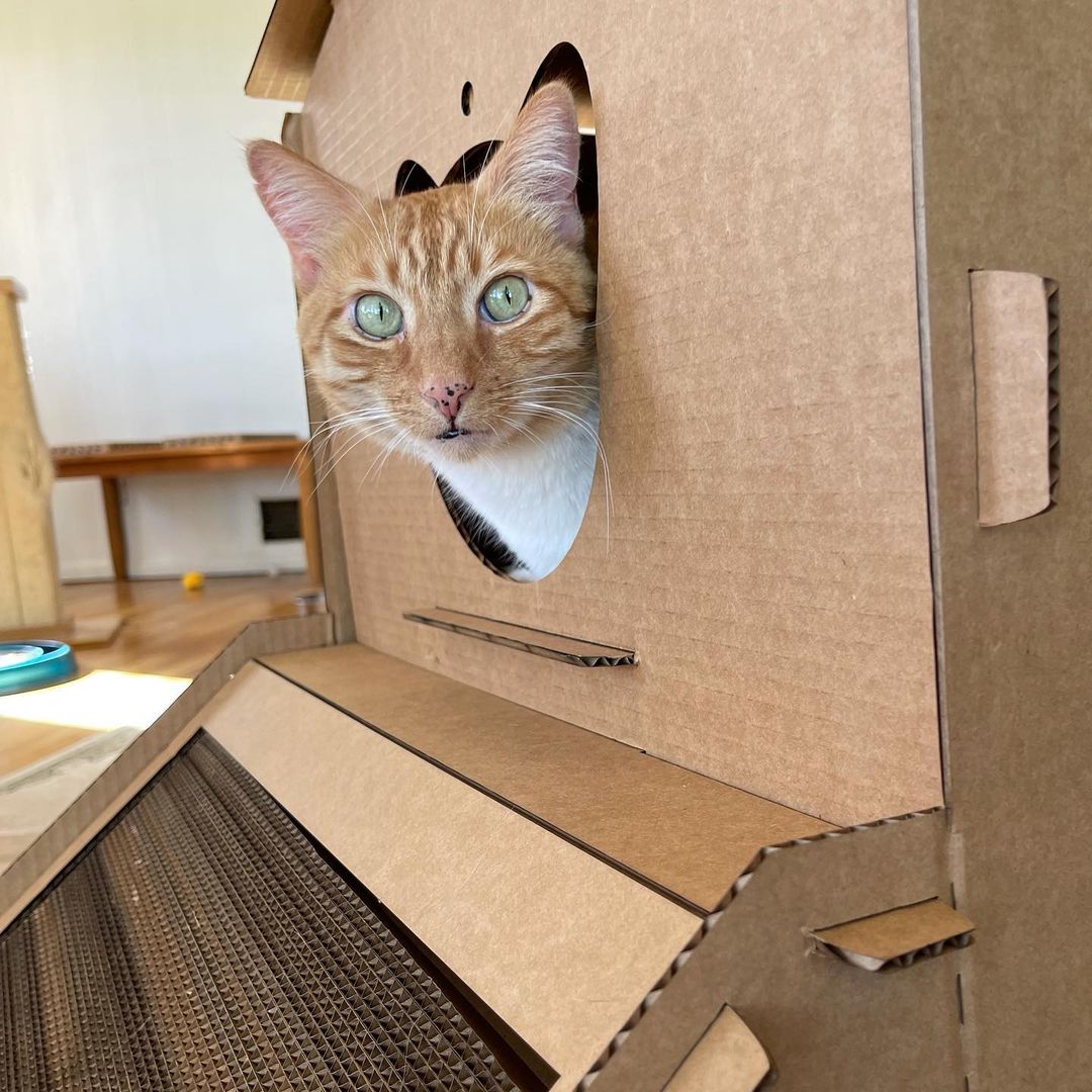 Cat Mansion