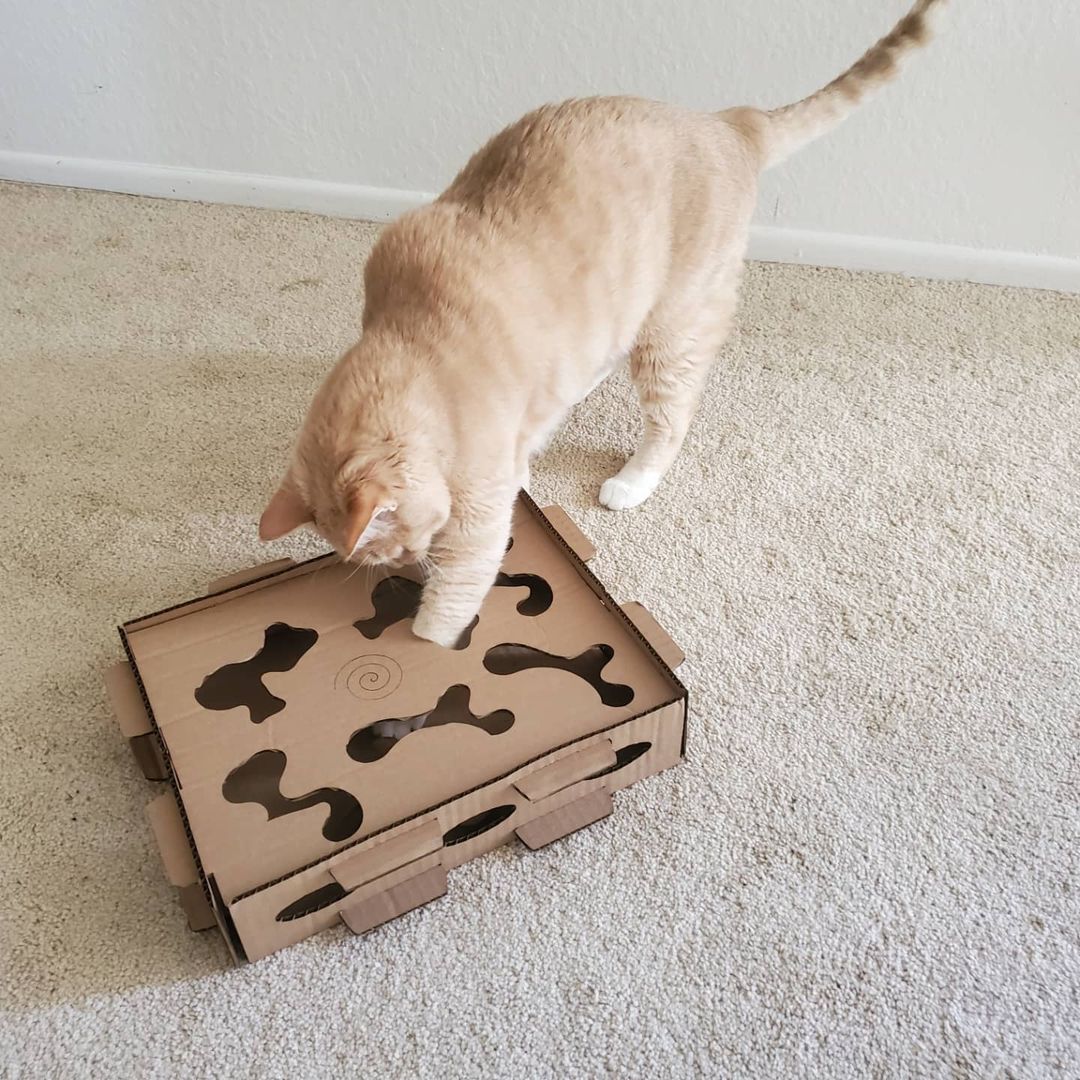 Cat treat puzzle box best sale